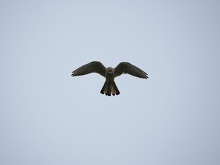 Big Turmfalke or Kestrel flying freely in a wide open blue sky on a windy day