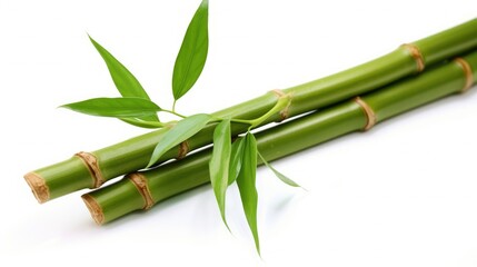 A tall, slender bamboo shoot with distinct nodes, delicate green leaves, and a graceful fan-like...