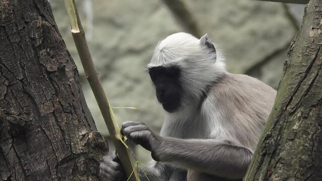 semnopithecus entellus monkey eats branches in natural conditions