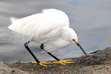 Focused White Egret