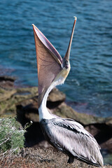 Pelican Stretching its Beak