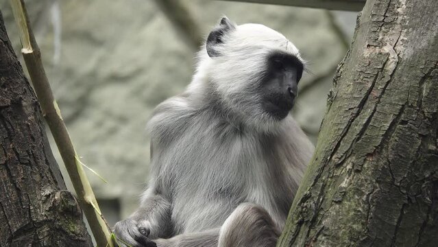 semnopithecus entellus monkey eats branches in natural conditions