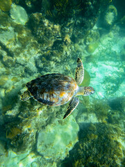 Sea green turtle swims in an underwater paradise of azure coral reefs.