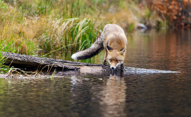 Fuchs auf einem im Wasser liegenden Baumstamm mit Blick in die Kamera