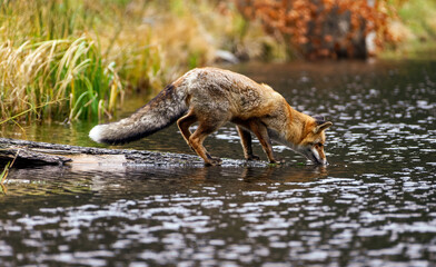 Fuchs steht auf einem im Wasser liegenden Baumstamm und trinkt