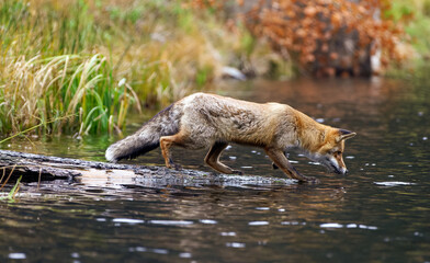 Fototapeta premium Fuchs geht auf einem im Wasser liegenden Baumstamm