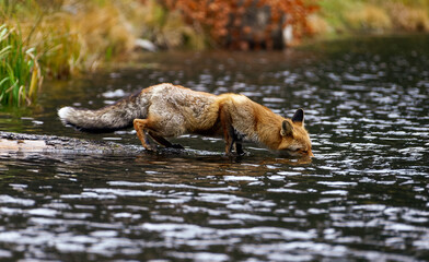 Fuchs steht auf einem im Wasser liegenden Baumstamm und trinkt