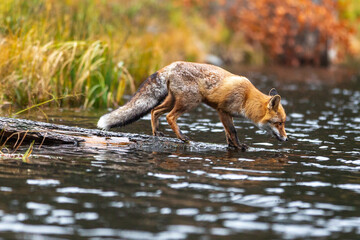 Fuchs geht auf einem im Wasser liegenden Baumstamm