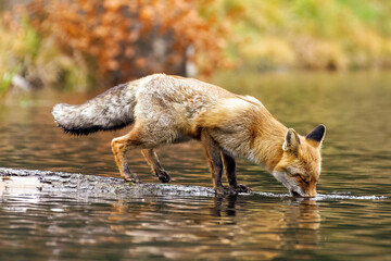Fuchs steht auf einem im Wasser liegenden Baumstamm und trinkt