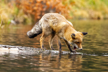 Fototapeta premium Fuchs auf Nahrungssuche geht auf einem im Wasser liegenden Baumstamm