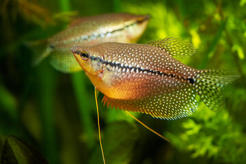 Mosaic gourami exotic fish underwater swim, pearl gourami labyrinth fish anabantoidei also called...