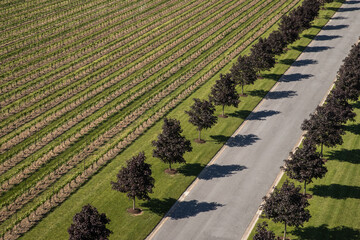 Trees in Repetition, a Road, and a Field