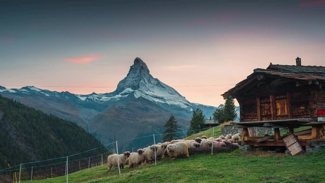 Sunset over Matterhorn with flock of Valais blacknose sheep and wooden hut on hill at Zermatt, Switzerland