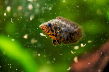 Spotted leaf fish, leopard bush fish Artemia eats live food. Ctenopoma acutirostre aggressive behaviour tropical predator fish aquarium freshwater