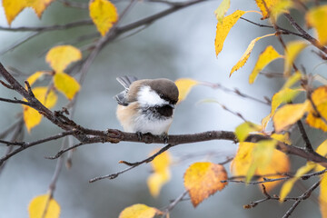 Adorable little Siberian tit, Poecile cinctus, perched on a birch branch on an autumn day in...