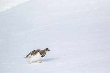 Obraz premium Beautiful bird of northern regions, Rock ptarmigan, Lagopus muta walking on first snow in the autumn in Northern Finland, Europe