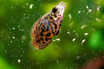 Spotted leaf fish, leopard bush fish Artemia eats live food. Ctenopoma acutirostre aggressive...