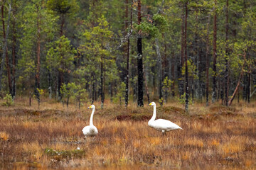 Two whooper swans, Cygnus cygnus, resting in the bog on a gloomy autumn day in Northern Finland - 672936806