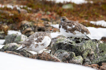 Beautiful Rock ptarmigans, Lagopus muta standing calmly on on the rocks in the autumn in Northern Finland, Europe