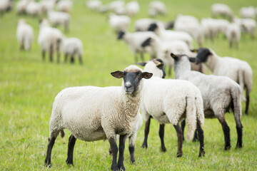 Naklejka premium agriculture, animal, black, blackfaced, blackhead, breed, color, countryside, cute, domestic, eco, ewe, face, farm, farm life, farming, farmland, field, flock, flock of sheep, grass, group, herd, herd