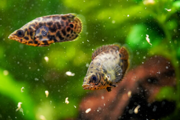 Spotted leaf fish, leopard bush fish Artemia eats live food. Ctenopoma acutirostre aggressive behaviour tropical predator fish aquarium freshwater