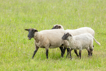 Naklejka na ściany i meble Group of beautiful black- headed sheep on the pasture in Saaremaa, Estonia