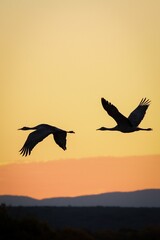 Majestic sandhill cranes are flying through the golden sky at the picturesque sunset