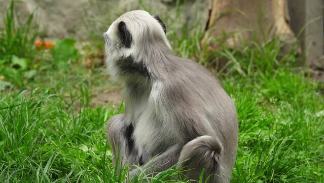 semnopithecus entellus monkey eats branches in natural conditions