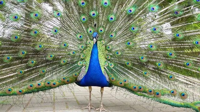Indian peacock with spreading tail