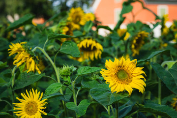 Several beautiful bright yellow sunflowers