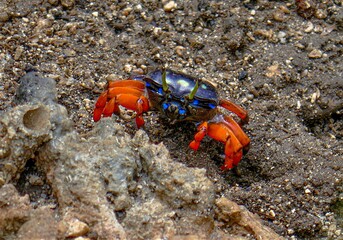 Small blue and orange crab crawling across a rocky beach, with a rocky terrain in the background