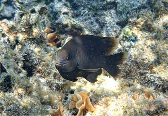 Vibrant close-up of a damselfish swimming in a gentle, sunlit body of water