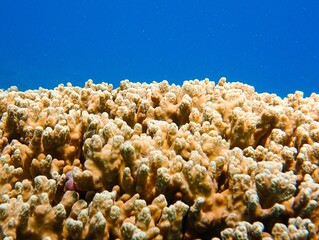 Naklejka na ściany i meble Vibrant piece of coral surrounded by a cloud of tiny bubbles