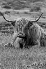 black and white vertical shot of the long horned yak laying on the grass