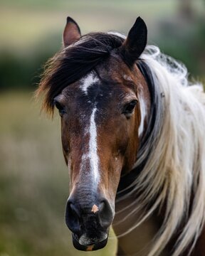 a close up image of a horse in a field of grass