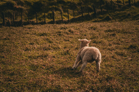 Sheep In The Field One Tree Hill Auckland New Zealand