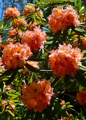 Beautiful orange rhododendron blossoms in the garden at spring time