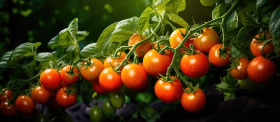 The Sweet 100 Tomato plant is cultivating petite cherry tomatoes in a kitchen garden transitioning...