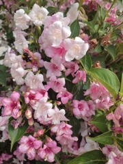 pink and white flowers