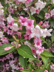 Obraz premium pink blossom