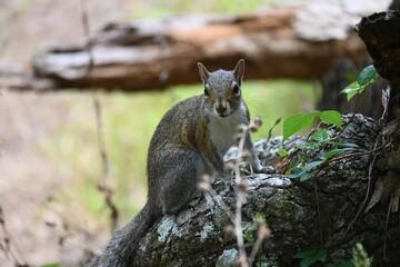 Curious squirrel perched atop a fallen tree branch in a natural outdoor environment