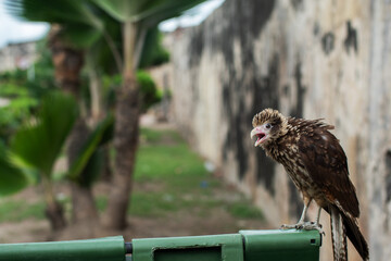 bird posing to the camera surrounded by vegetation and near the murrallas in the historical center of the city of cartagena de indias.