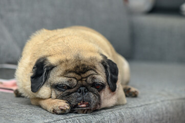 Obraz premium old pug resting in the apartment 10