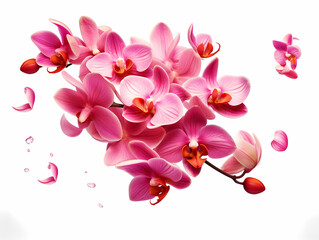 orchid tulips and pink cherry flowers isolated on white generative ai, ready for kitchen design