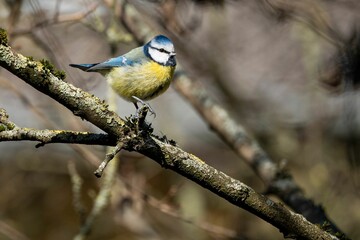 Eurasian blue tit perched on a tree branch. Cyanistes caeruleus.