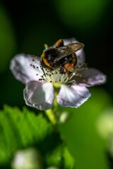 Closeup of a bee pollinating a petunia flower