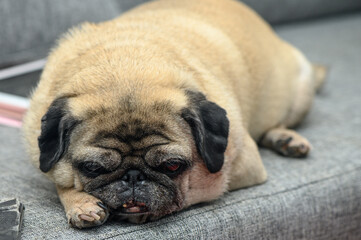 old pug resting in the apartment 6