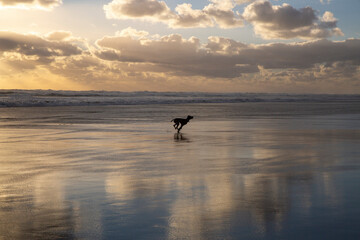 Obraz na płótnie Canvas Dog running on Piha Beach, New Zealand