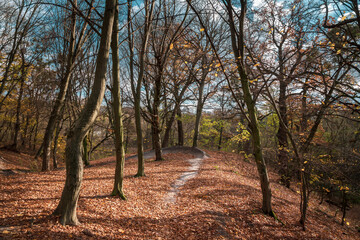 Late autumn scene in the forest