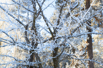 Hoarfrost on a branch in winter forest